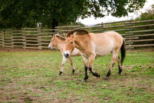 Fotos zum Reel 10 Jahre Nationales Naturerbe: Weidelandschaft der Przewalski-Pferde