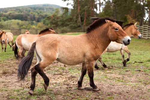 Fotograf für die Stadt Aschaffenburg: 10 Jahre Nationales Naturerbe auf der Schweinheimer EXE