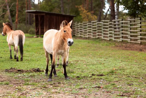 Fotos zum Reel 10 Jahre Nationales Naturerbe: Weidelandschaft der Przewalski-Pferde
