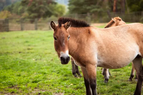Fotos zum Reel 10 Jahre Nationales Naturerbe: Weidelandschaft der Przewalski-Pferde