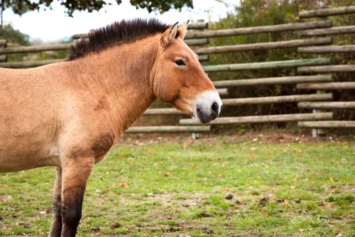Fotos zum Reel 10 Jahre Nationales Naturerbe: Weidelandschaft der Przewalski-Pferde