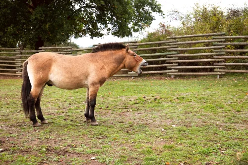 Wildpferde Aschaffenburg-Schweinheim: Fotos für die Stadt Aschaffenburg im Rhein-Main-Gebiet