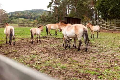 Fotograf für die Stadt Aschaffenburg: 10 Jahre Nationales Naturerbe auf der Schweinheimer EXE