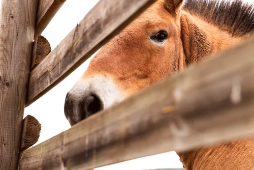 Social-Media-Reel Wildpferde: Impression vom Drehtag während der Führung rund um die Koppel