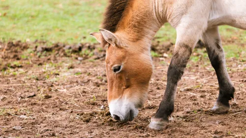 Fotos zum Reel 10 Jahre Nationales Naturerbe: Weidelandschaft der Przewalski-Pferde