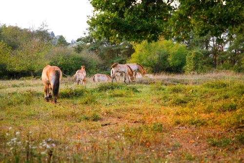 Fotos zum Reel über die Wildpferde Aschaffenburg: Impression von der Schweinheimer EXE