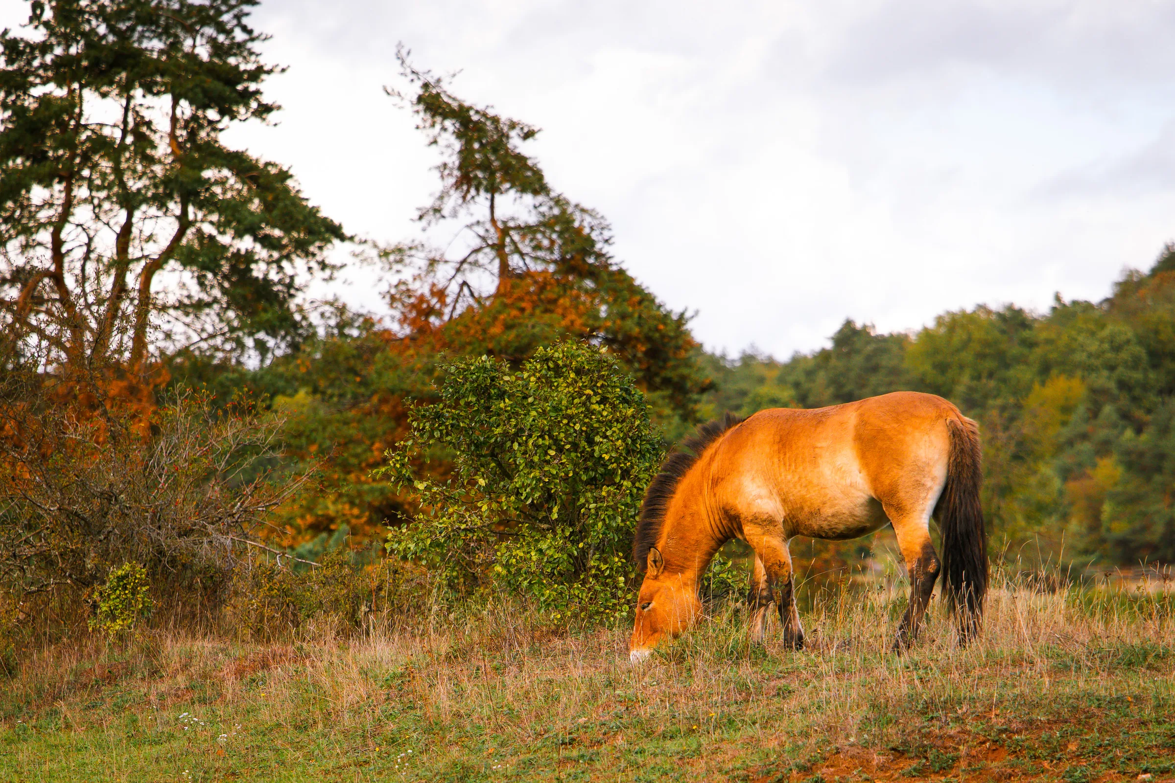 Wildpferde Aschaffenburg: Przewalski-Pferd grast im Herbst auf der Schweinheimer EXE