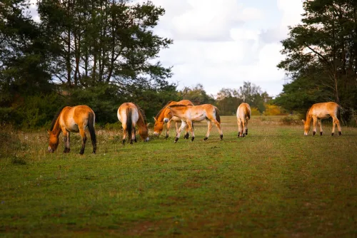 Fotos zum Reel 10 Jahre Nationales Naturerbe: Weidelandschaft der Przewalski-Pferde
